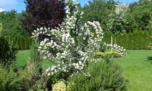 az egyik növénysziget, jázminbokorral a közepén